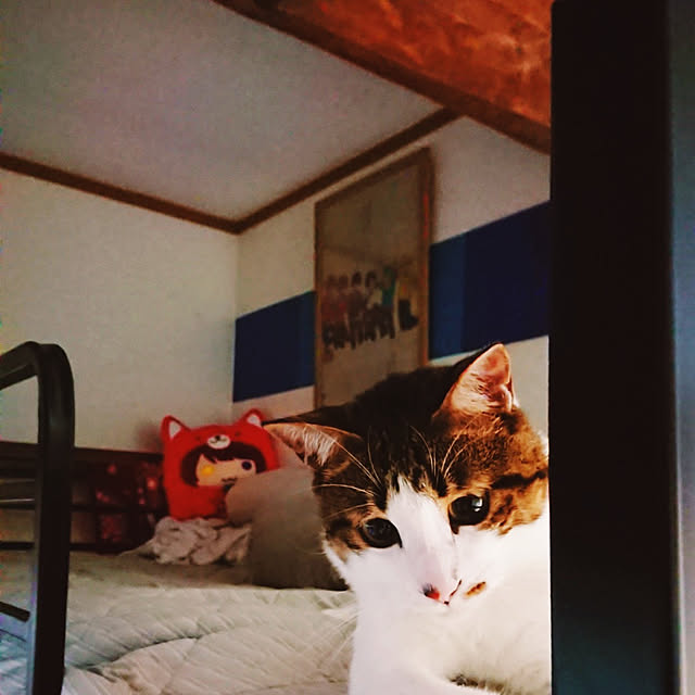 kikuさんの実例写真