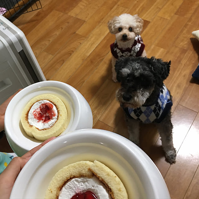 ミニチュアシュナウザー/トイプードル/クリスマスケーキ/クリスマス/犬と暮らす...などのインテリア実例 - 2019-12-25 06:22:52