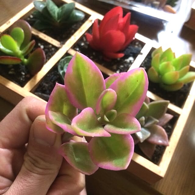 多肉植物 ベビーサンローズのおしゃれなアレンジ・飾り方の 多肉植物 ベビーサンローズのおしゃれなアレンジ・飾り方の