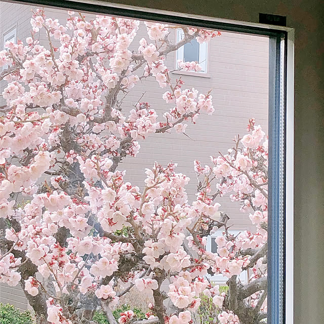 hoshirinさんの実例写真