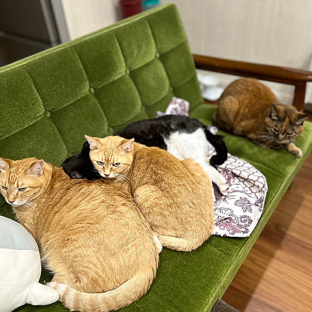mikeume7さんの実例写真