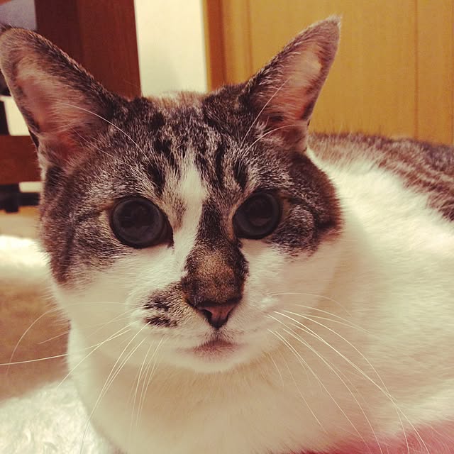 leeさんの実例写真
