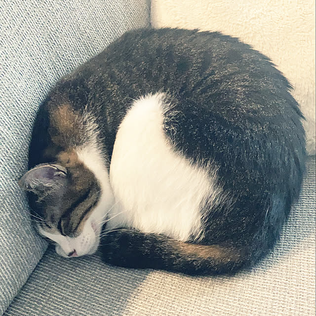 piyoさんの実例写真