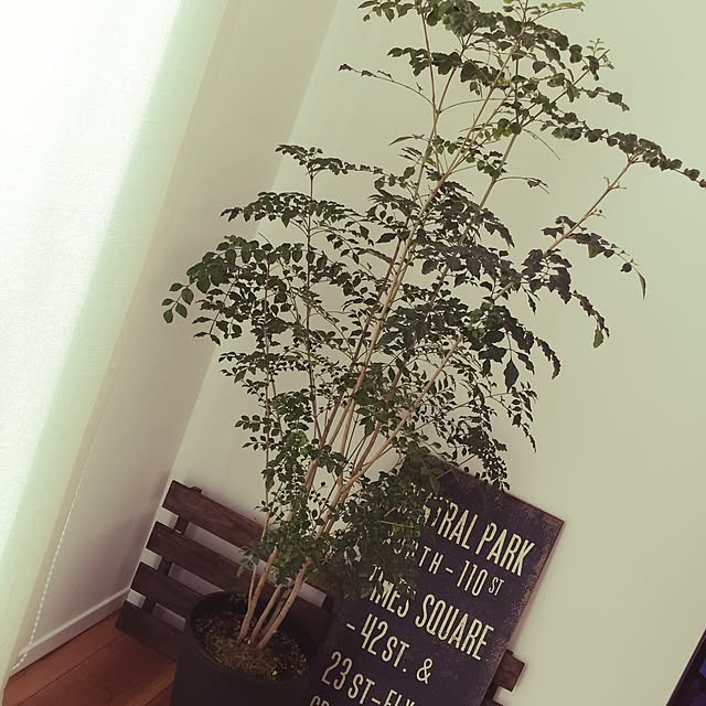 saorinさんの実例写真