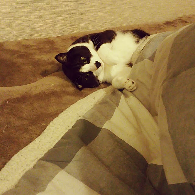 tomoppさんの実例写真