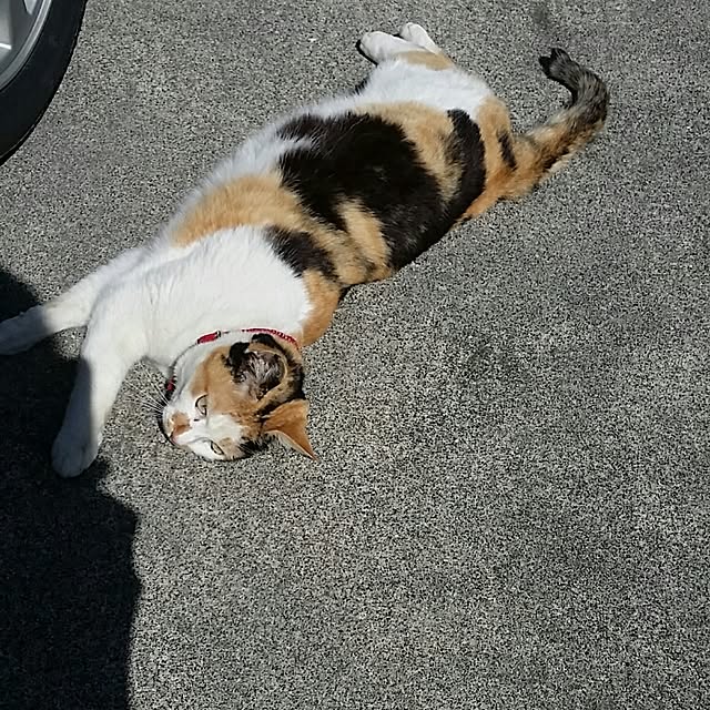 実例写真