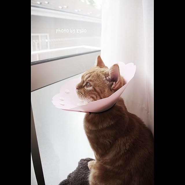 実例写真