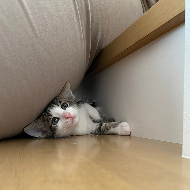 chovyさんの実例写真