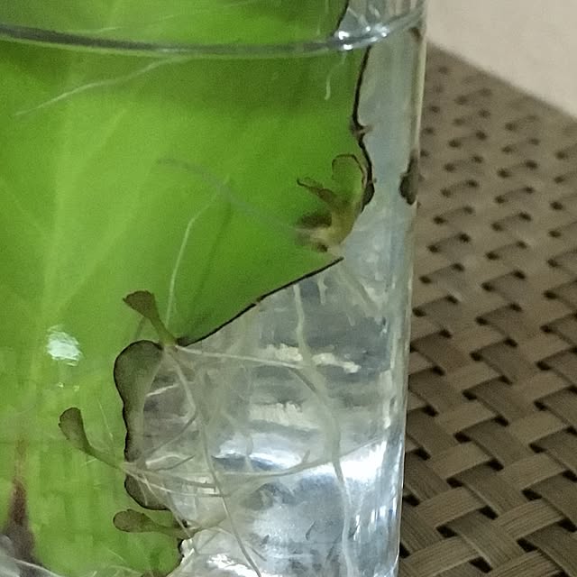 kasumiさんの実例写真