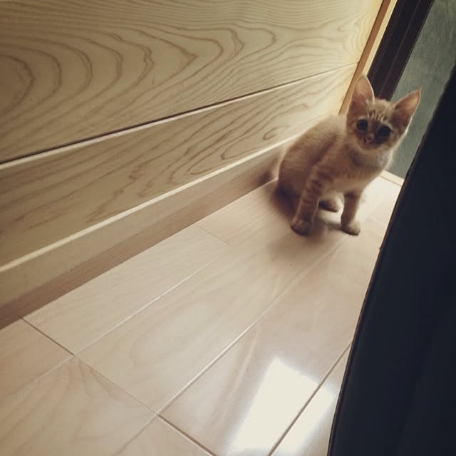 rookuさんの実例写真