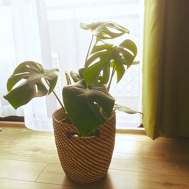 himawariさんの実例写真