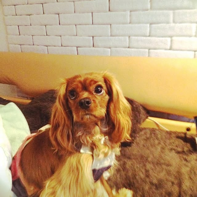 azさんの実例写真