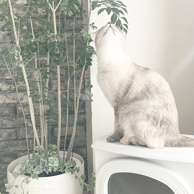noelさんの実例写真