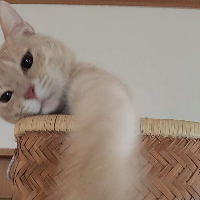 mikan161さんの実例写真