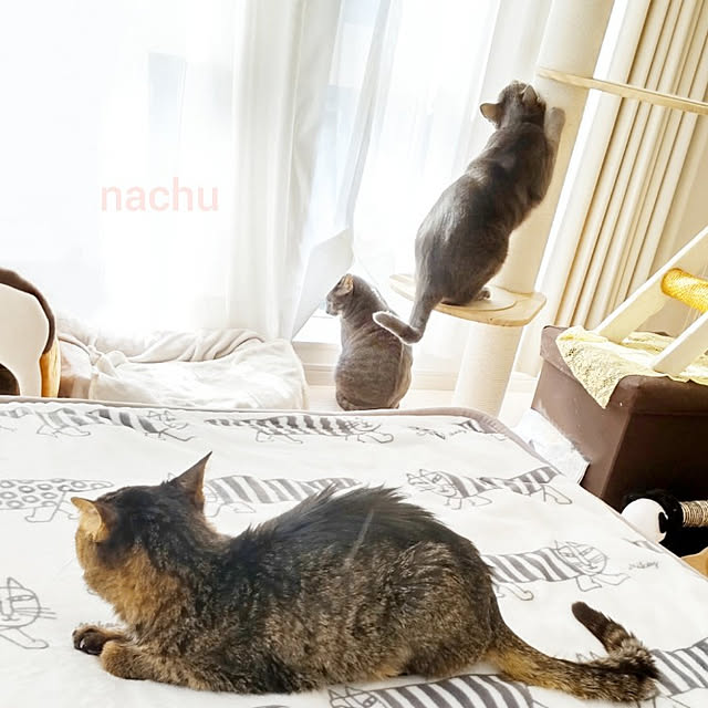 nachuさんの実例写真