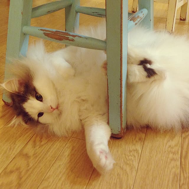 310akiさんの実例写真