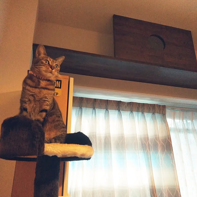 futukoのペティオ (Petio)-キャットタワー 猫タワー 据え置き型 ケージ ゲージ おしゃれ アドメイト Add.Mate 猫のおあそびポール お魚ファミリー ハイタイプ 室内の家具・インテリア写真