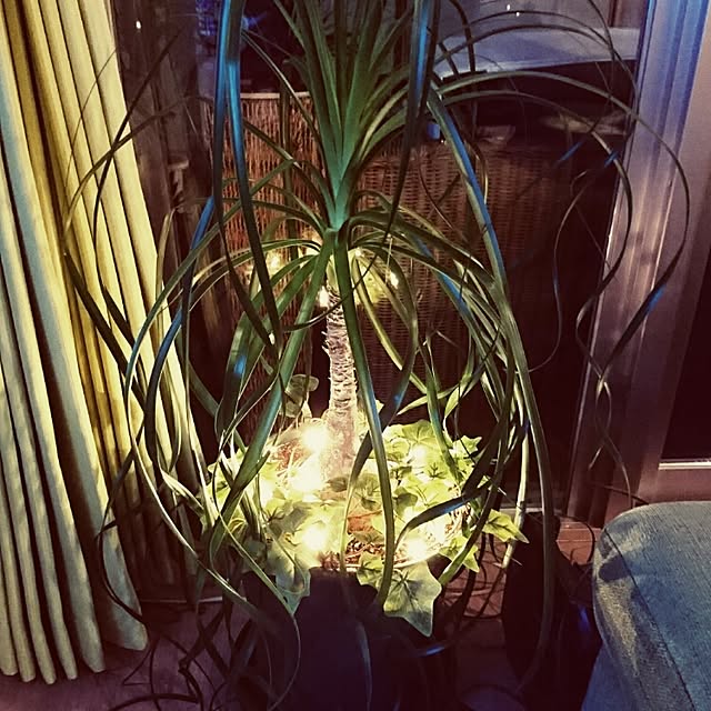 escalaさんの実例写真