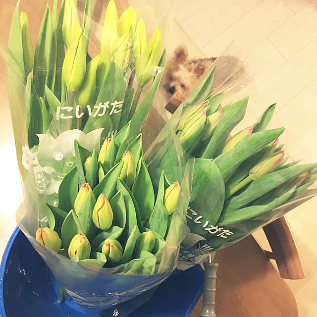 ohanaさんの実例写真