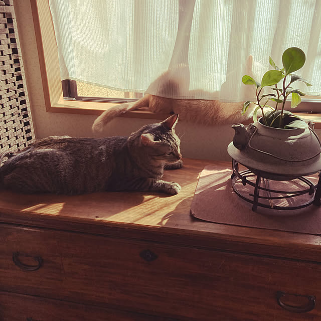 mikan161さんの実例写真
