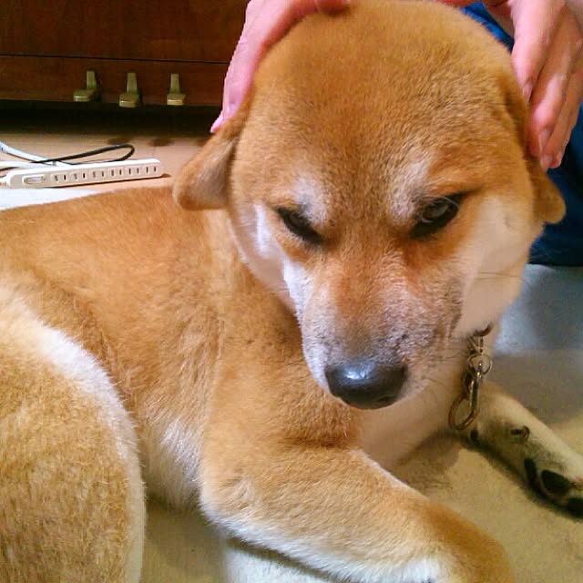 kotaさんの実例写真