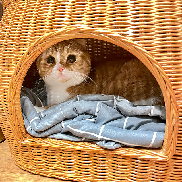 airararaさんの実例写真