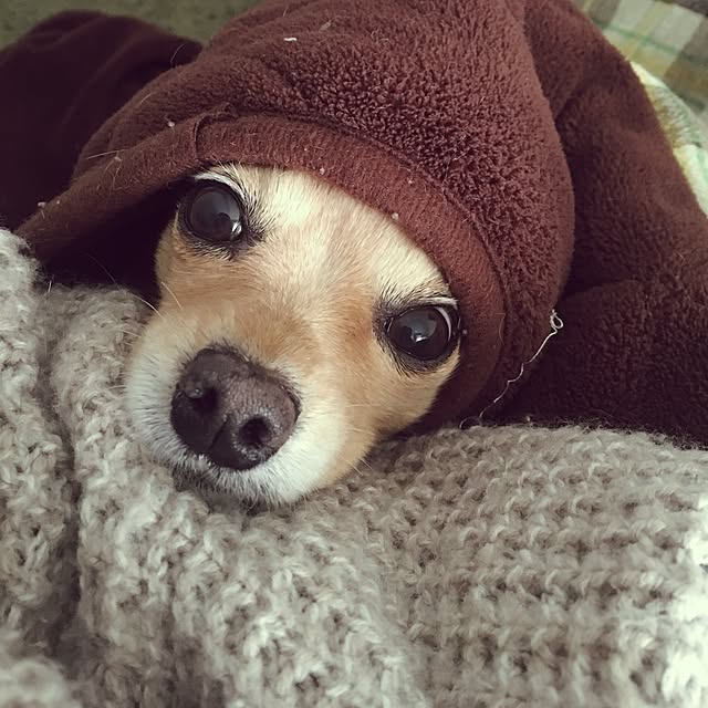 ayapiiiiceさんの実例写真