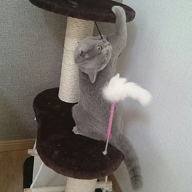 akkiiiさんの実例写真