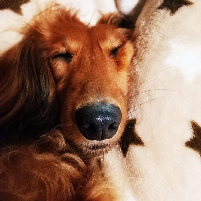 Sachiさんの実例写真