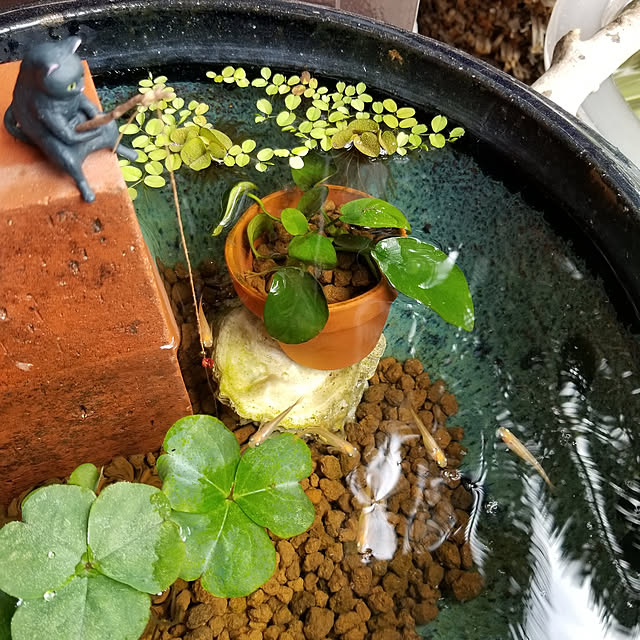 midoriさんの実例写真