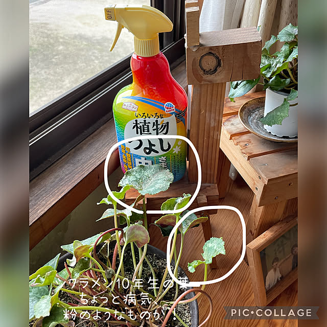 buchiさんの実例写真
