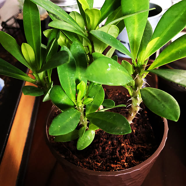 rintarotantan7さんの部屋