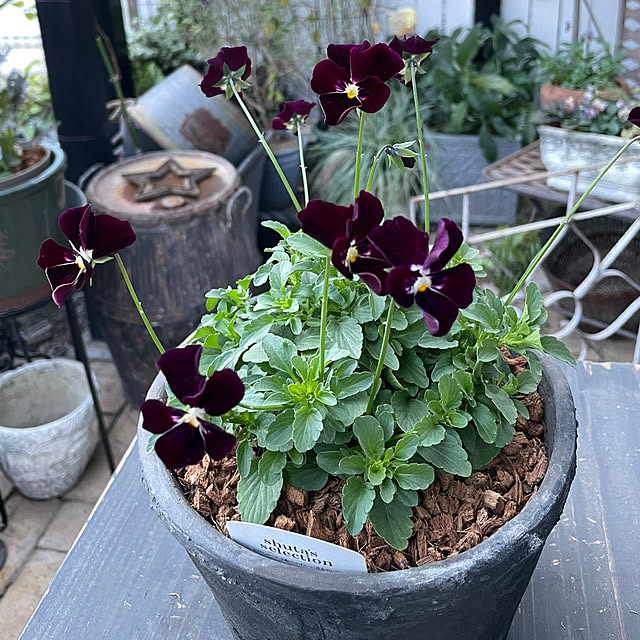 shiropenguinさんの部屋