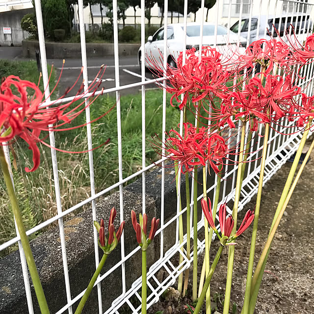 rikomiさんの実例写真