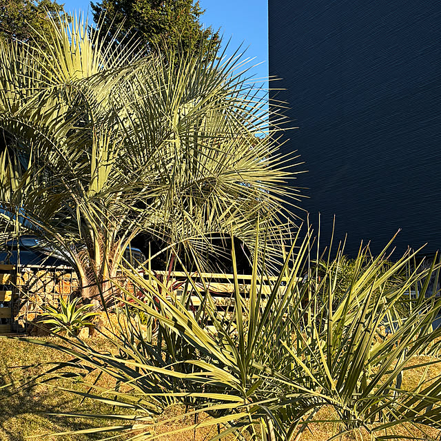 bonjiri0824さんの実例写真