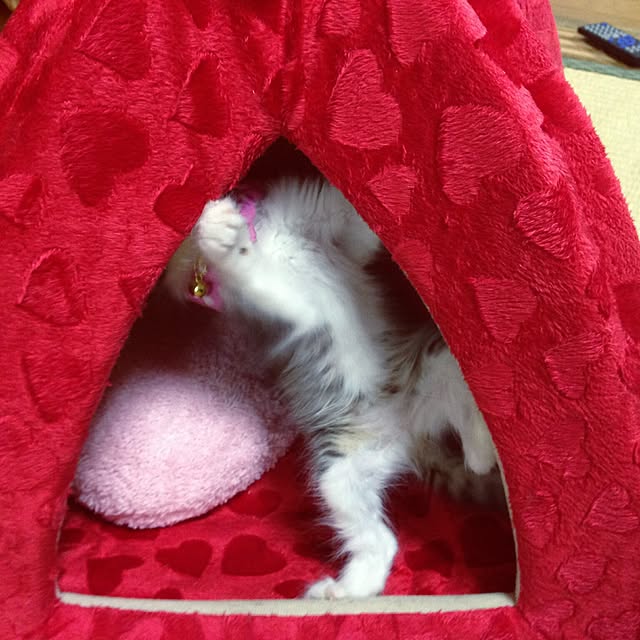 yanさんの実例写真