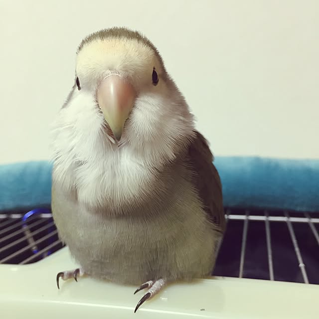 kaotanさんの実例写真