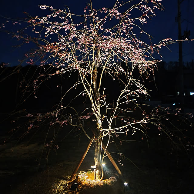 玄関/入り口/癒し/垂れ桜/グリーンのある暮らし/落ち着く場所...などのインテリア実例 - 2022-04-12 21:15:02