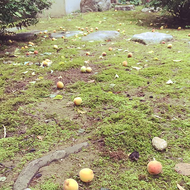 oioouaさんの実例写真