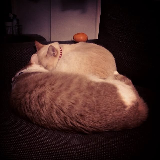 bobooooonさんの実例写真