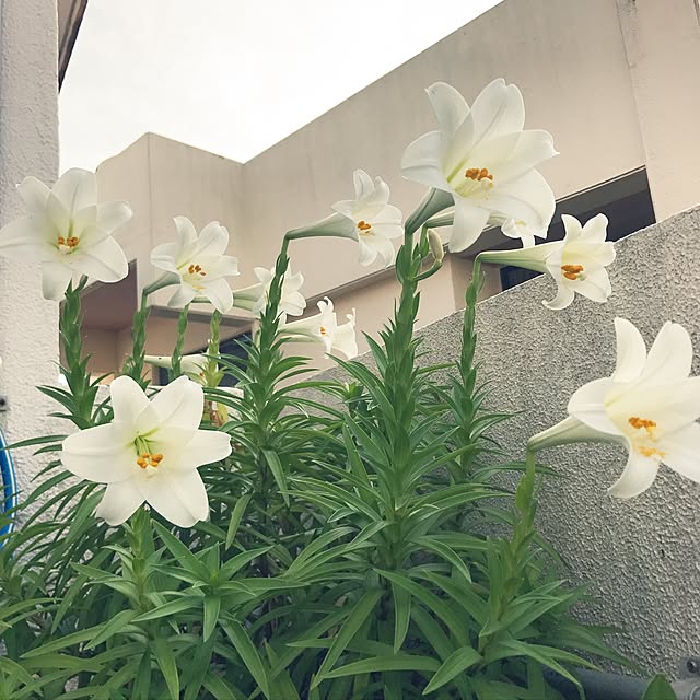 sa_miさんの実例写真