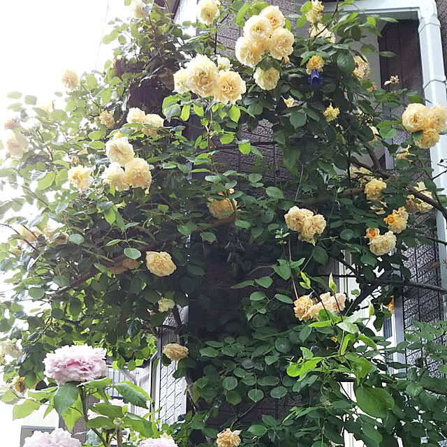 yum0408さんの実例写真