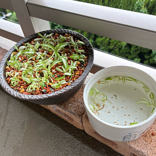 koshiregutyoさんの部屋