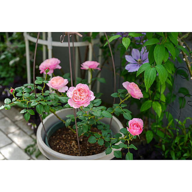 haruisabelさんの部屋