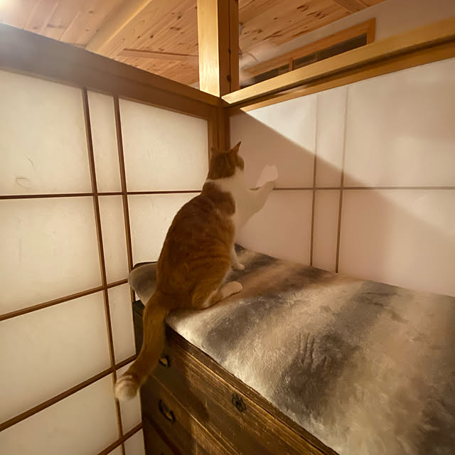 senbei.sakuramochiさんの実例写真