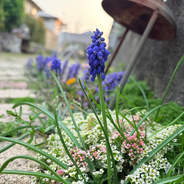 mayumiさんの実例写真