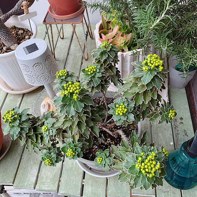 Malamaさんの部屋