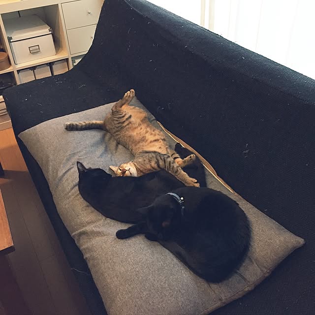 yuki0511さんの実例写真
