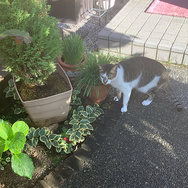 haruminさんの実例写真