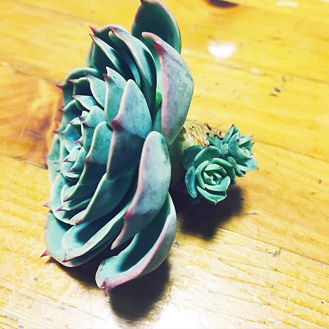 mockさんの実例写真